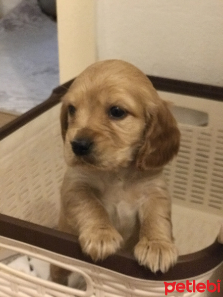 Amerikan Cocker Spaniel, Köpek  Cocki fotoğrafı