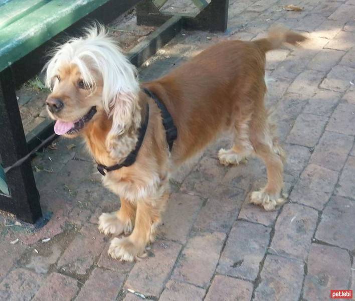 Amerikan Cocker Spaniel, Köpek  wisky fotoğrafı