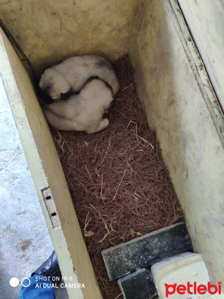 Kangal, Köpek  Paşa fotoğrafı