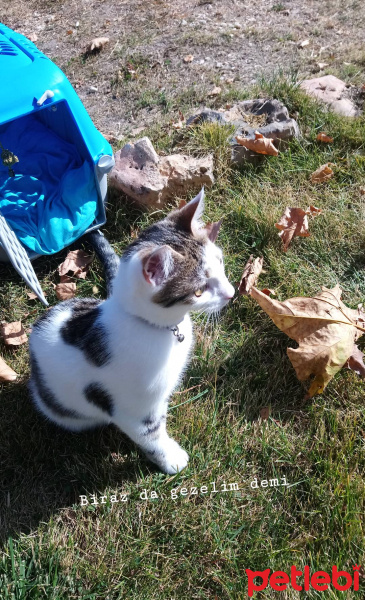 Tekir Kedi, Kedi  Boncuk fotoğrafı