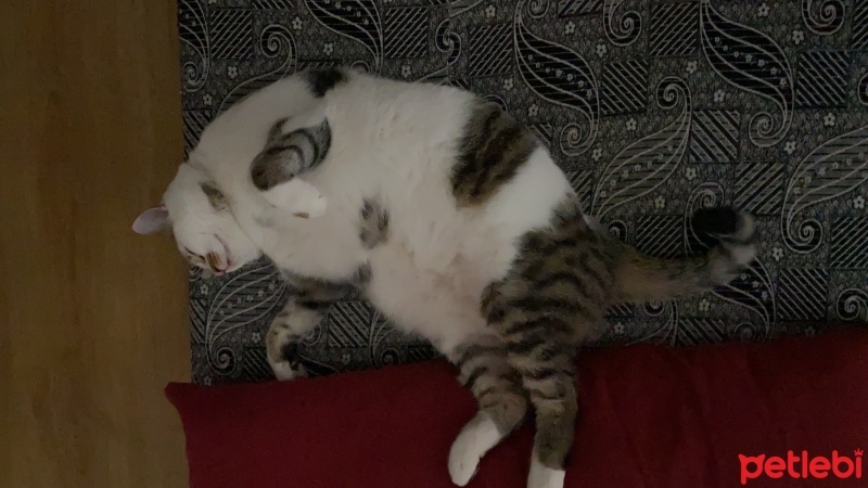 Tekir Kedi, Kedi  Boncuk fotoğrafı