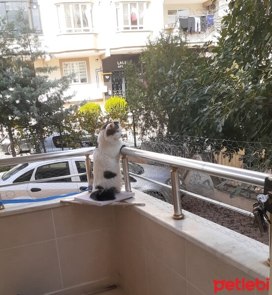 Tekir Kedi, Kedi  Manuş fotoğrafı