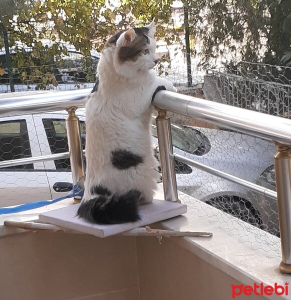 Tekir Kedi, Kedi  Manuş fotoğrafı