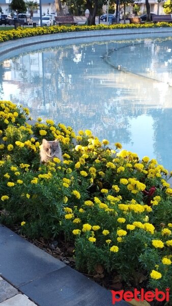 Tekir Kedi, Kedi  Manuş fotoğrafı