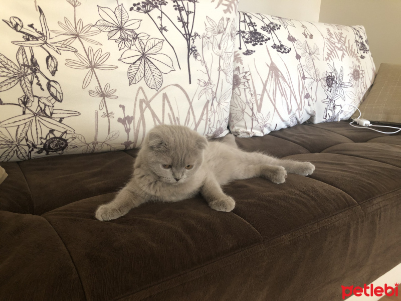 Scottish Fold, Kedi  Mina fotoğrafı