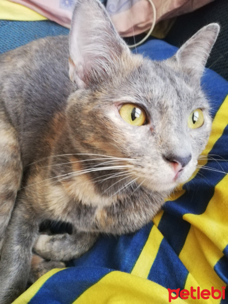 British Shorthair, Kedi  Maya fotoğrafı