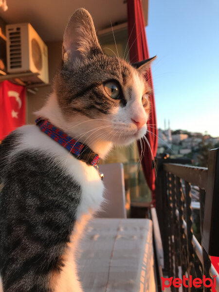 Tekir Kedi, Kedi  Zehra fotoğrafı