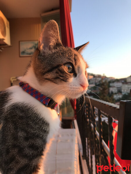 Tekir Kedi, Kedi  Zehra fotoğrafı