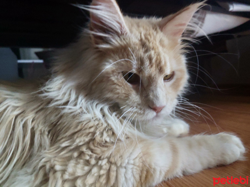 Maine Coon, Kedi  Aslan fotoğrafı