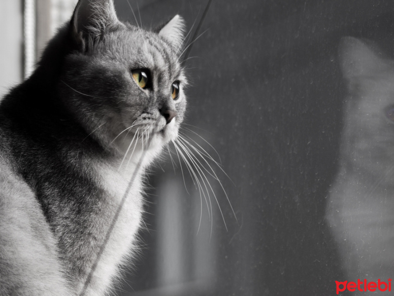 British Shorthair, Kedi  Poyraz fotoğrafı
