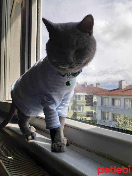 British Shorthair, Kedi  Duman fotoğrafı