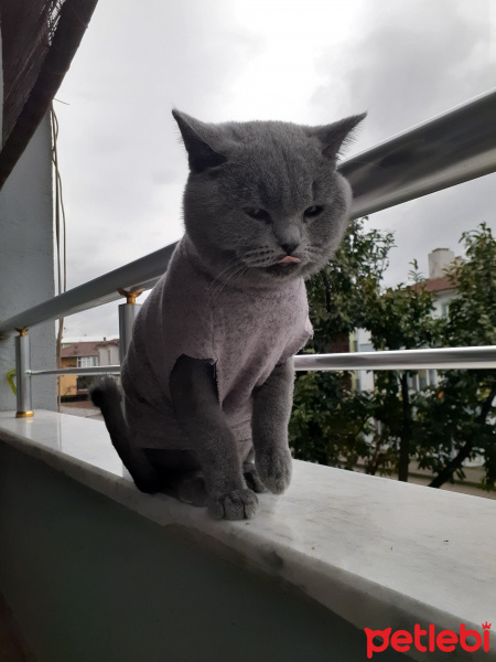 British Shorthair, Kedi  Duman fotoğrafı