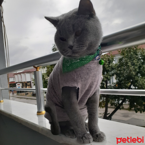 British Shorthair, Kedi  Duman fotoğrafı