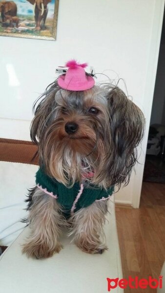 Yorkshire Terrier, Köpek  sindy fotoğrafı