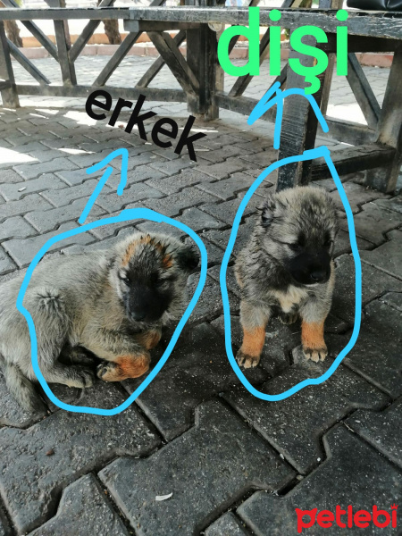 Kangal, Köpek  erkek kangal dişi kangal fotoğrafı