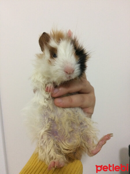 Guinea Pig, Kemirgen  fıstık fotoğrafı