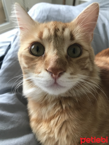 Sarman, Kedi  Kuzey fotoğrafı
