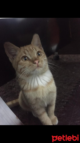Sarman, Kedi  Eyşan fotoğrafı