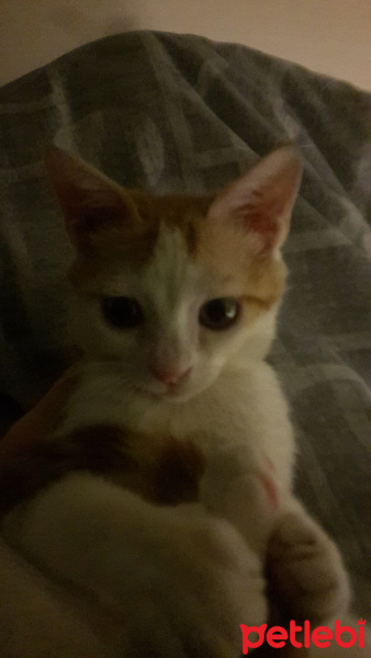 Tekir Kedi, Kedi  Nalan fotoğrafı