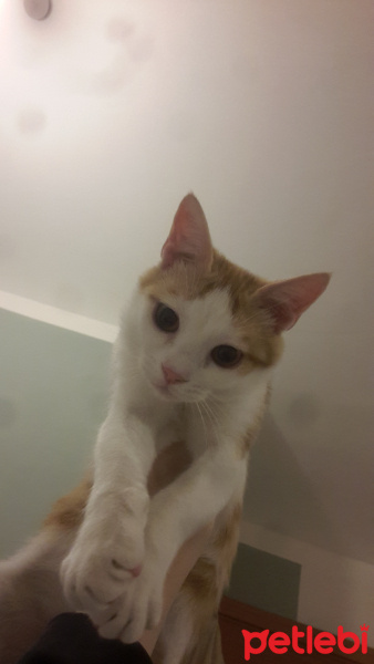 Tekir Kedi, Kedi  Nalan fotoğrafı
