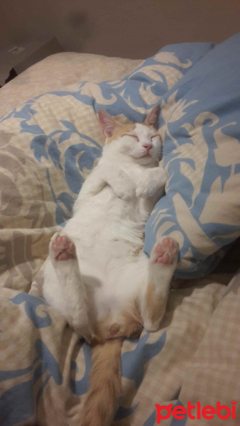 Tekir Kedi, Kedi  Nalan fotoğrafı