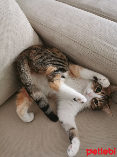 Tekir Kedi, Kedi  Sushi fotoğrafı