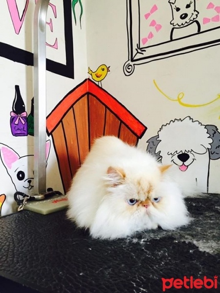 Himalayan, Kedi  Milka fotoğrafı