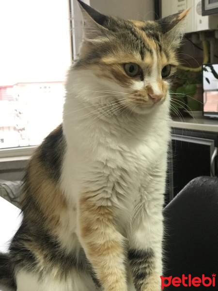 Tekir Kedi, Kedi  Miya fotoğrafı
