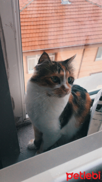 Tekir Kedi, Kedi  Miya fotoğrafı