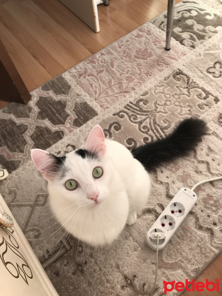 Tekir Kedi, Kedi  Cekubalım fotoğrafı