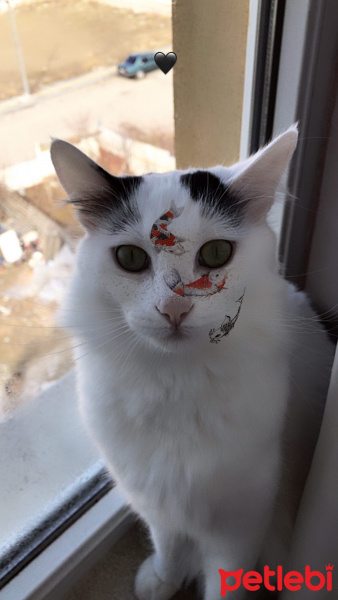 Tekir Kedi, Kedi  Cekubalım fotoğrafı