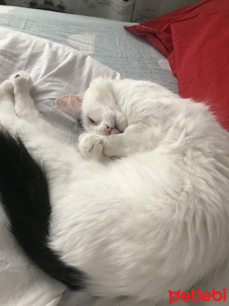 Tekir Kedi, Kedi  Cekubalım fotoğrafı