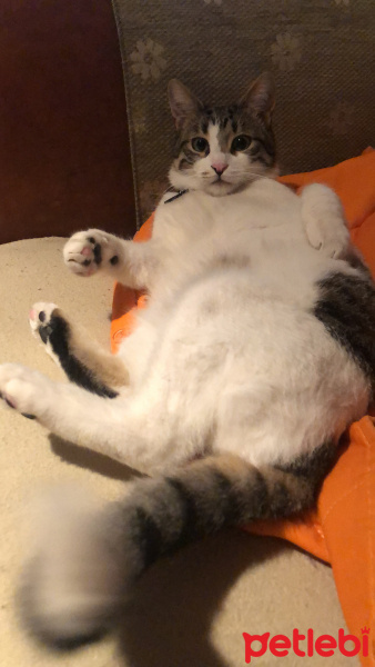 Tekir Kedi, Kedi  Miu fotoğrafı