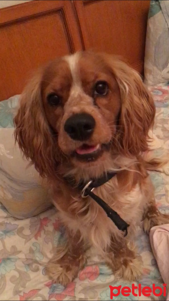 Amerikan Cocker Spaniel, Köpek  Mars fotoğrafı