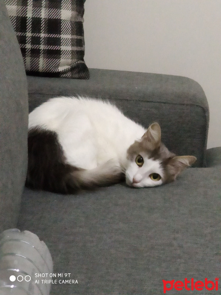 Tekir Kedi, Kedi  Mirmir fotoğrafı