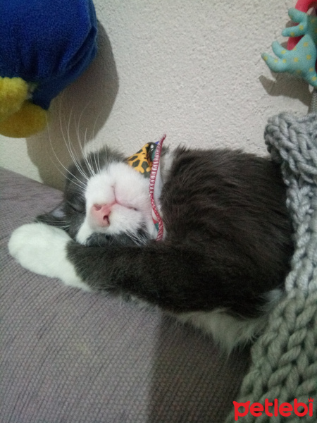 Tekir Kedi, Kedi  Üzüm fotoğrafı