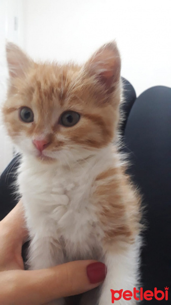 Tekir Kedi, Kedi  Karamel fotoğrafı