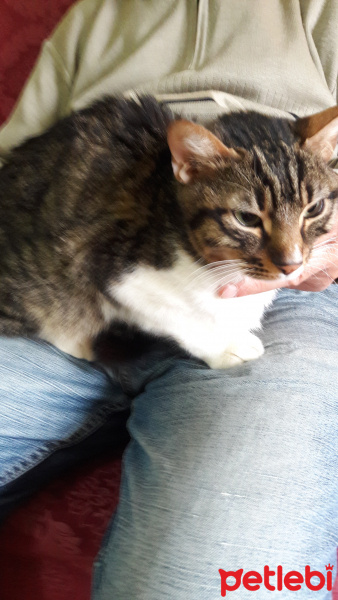 Tekir Kedi, Kedi  Minnos fotoğrafı