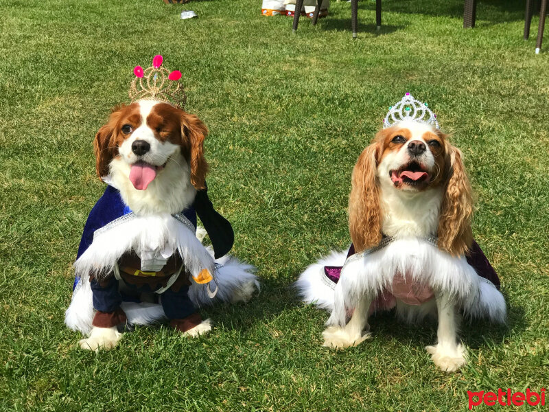 Cavalier King Charles Spanieli, Köpek  Shila ve Jack fotoğrafı