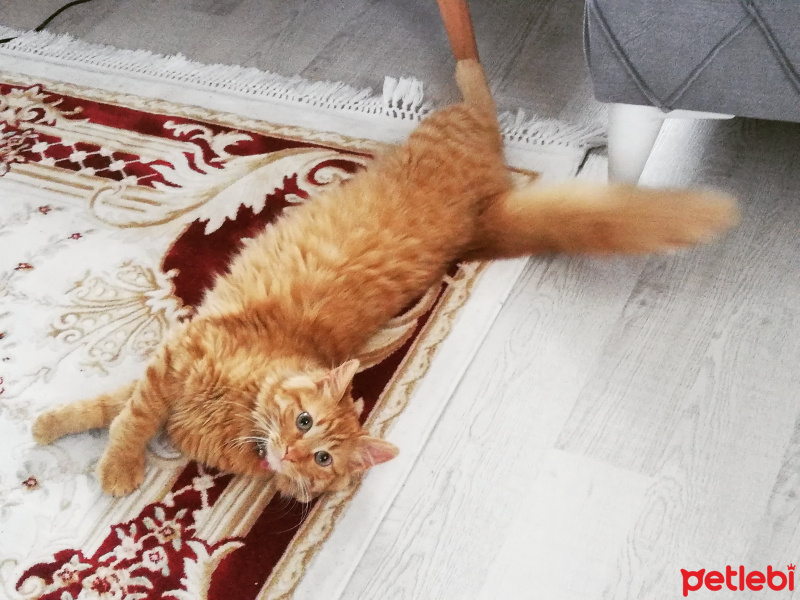 Sarman, Kedi  Yumak fotoğrafı