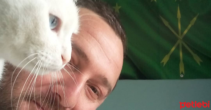 Van Kedisi, Kedi  Byrıfkı fotoğrafı