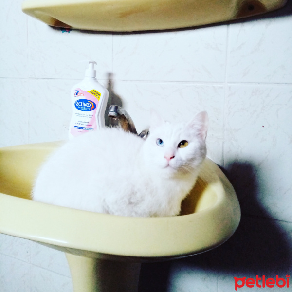Van Kedisi, Kedi  Byrıfkı fotoğrafı