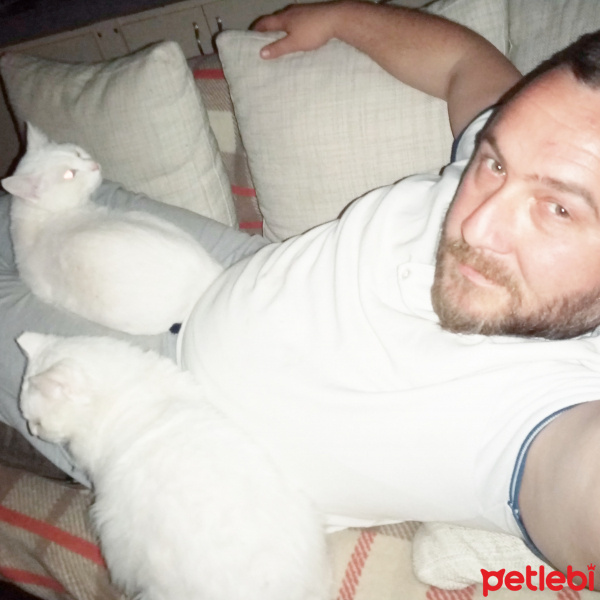 Van Kedisi, Kedi  Byrıfkı fotoğrafı