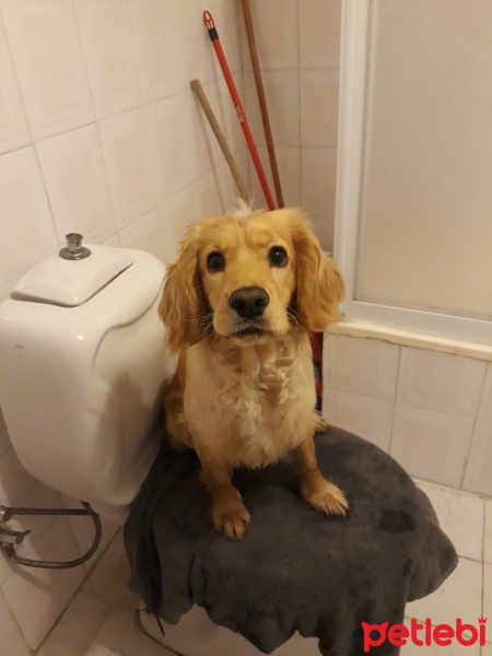 Amerikan Cocker Spaniel, Köpek  Cesur fotoğrafı