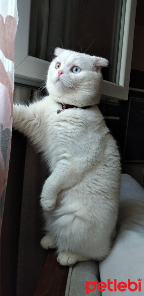 Scottish Fold, Kedi  Thor fotoğrafı