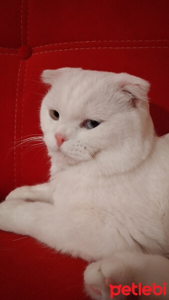 Scottish Fold, Kedi  Thor fotoğrafı