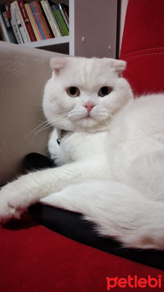 Scottish Fold, Kedi  Thor fotoğrafı