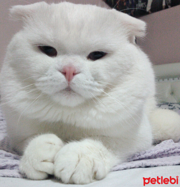 Scottish Fold, Kedi  Thor fotoğrafı