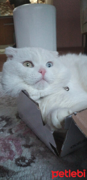 Scottish Fold, Kedi  Thor fotoğrafı