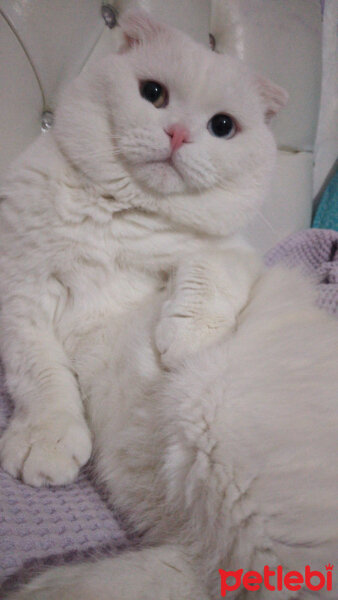 Scottish Fold, Kedi  Thor fotoğrafı